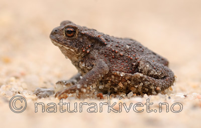 BB 07 0061 / Bufo bufo / Nordpadde